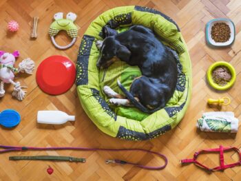 Permalink auf:Hunde Zubehör